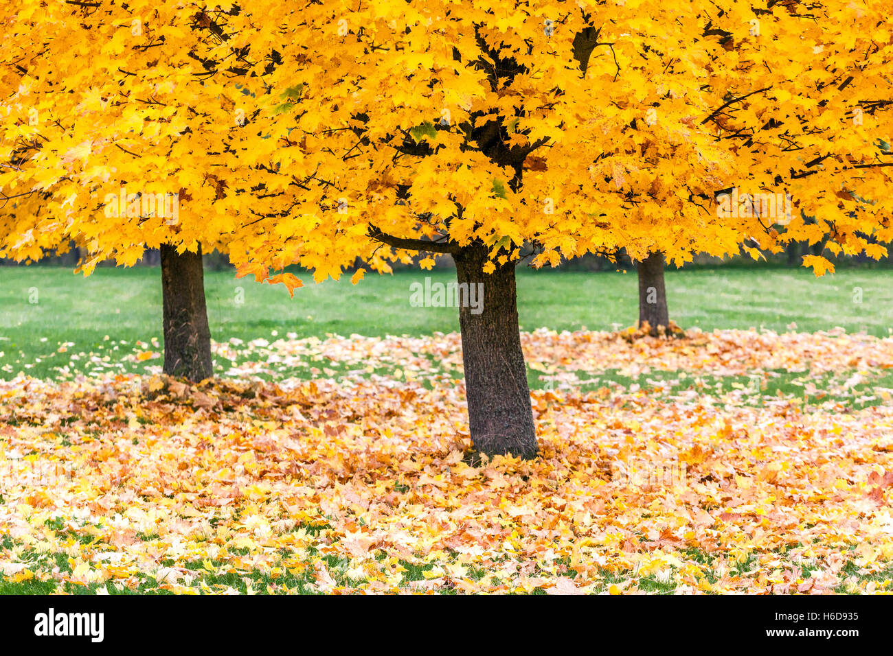 Norway maple trees Acer platanoides in autumn color leaves on the ground Stock Photo