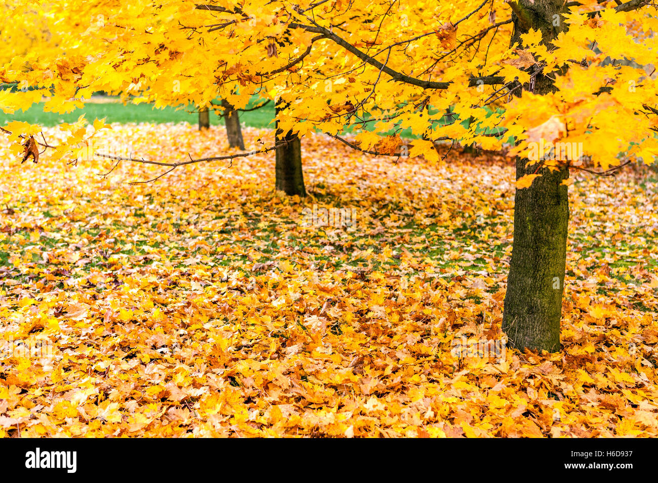 Norway maple trees Acer platanoides in autumn Leaves on the ground Stock Photo