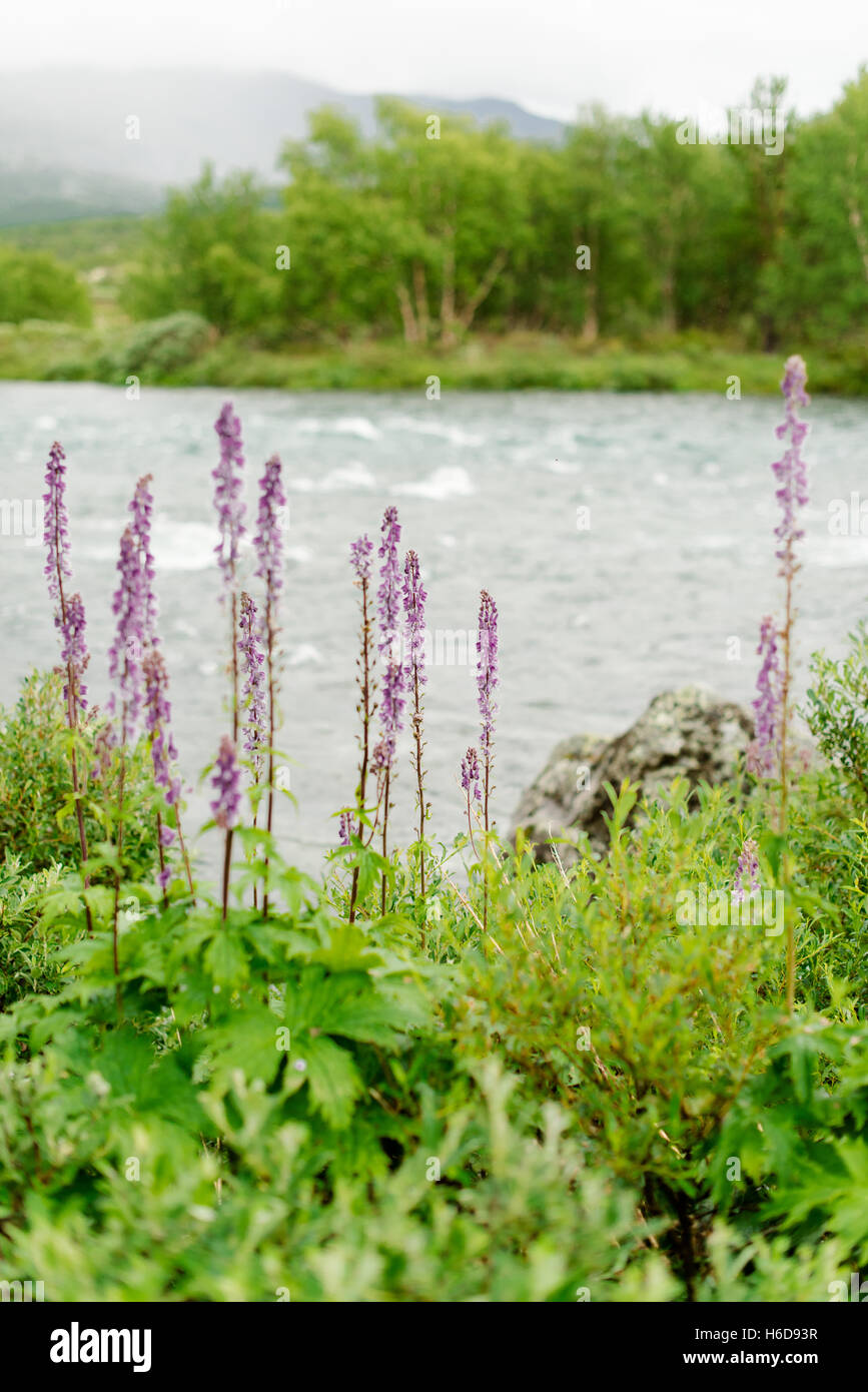 National flower of norway High Resolution Stock Photography and Images