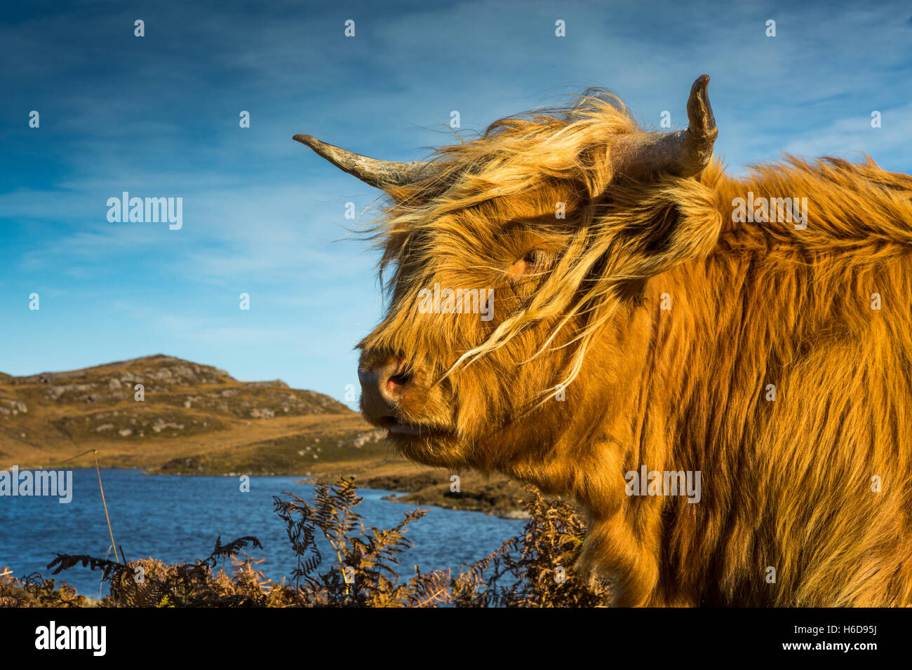Highland cow with small loch in background. Stock Photo