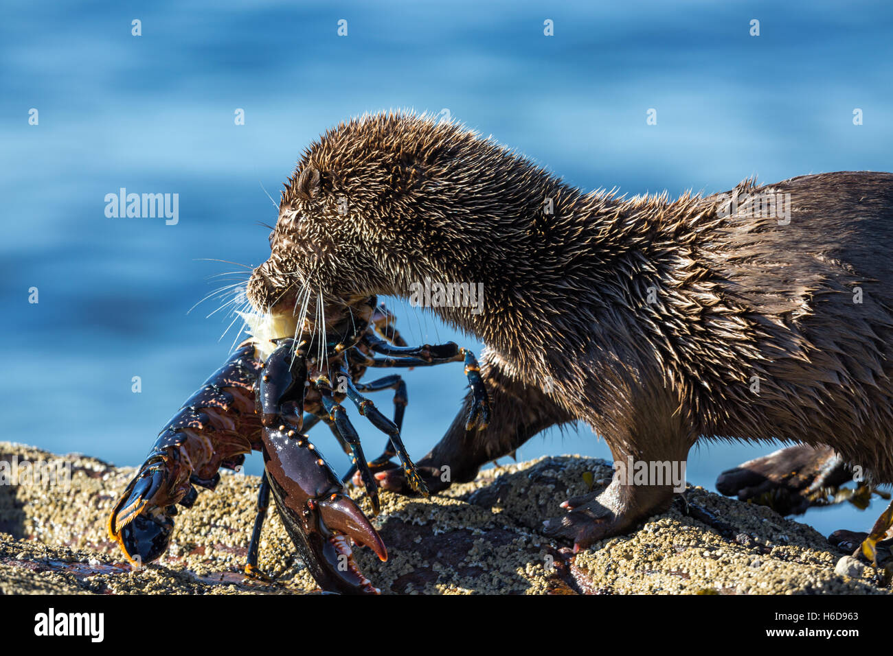 Sea Otter on rock eating Lobster Stock Photo Alamy
