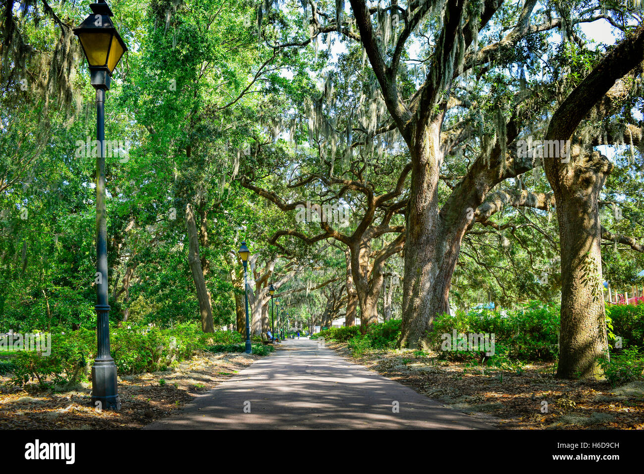 A long view down sidewalk lined with Oak Trees covered in Spanish Moss