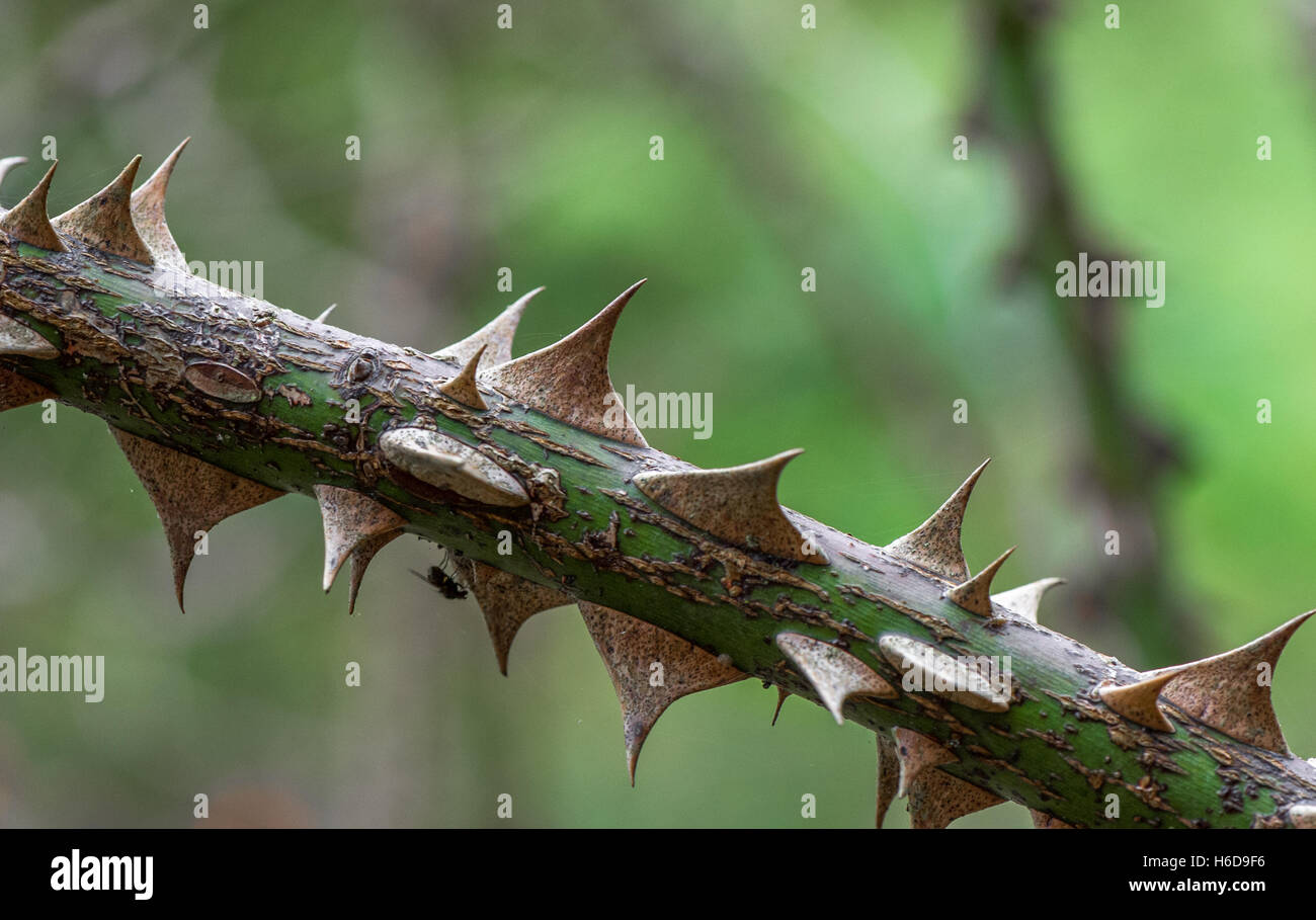 Rose spikes hi-res stock photography and images - Alamy