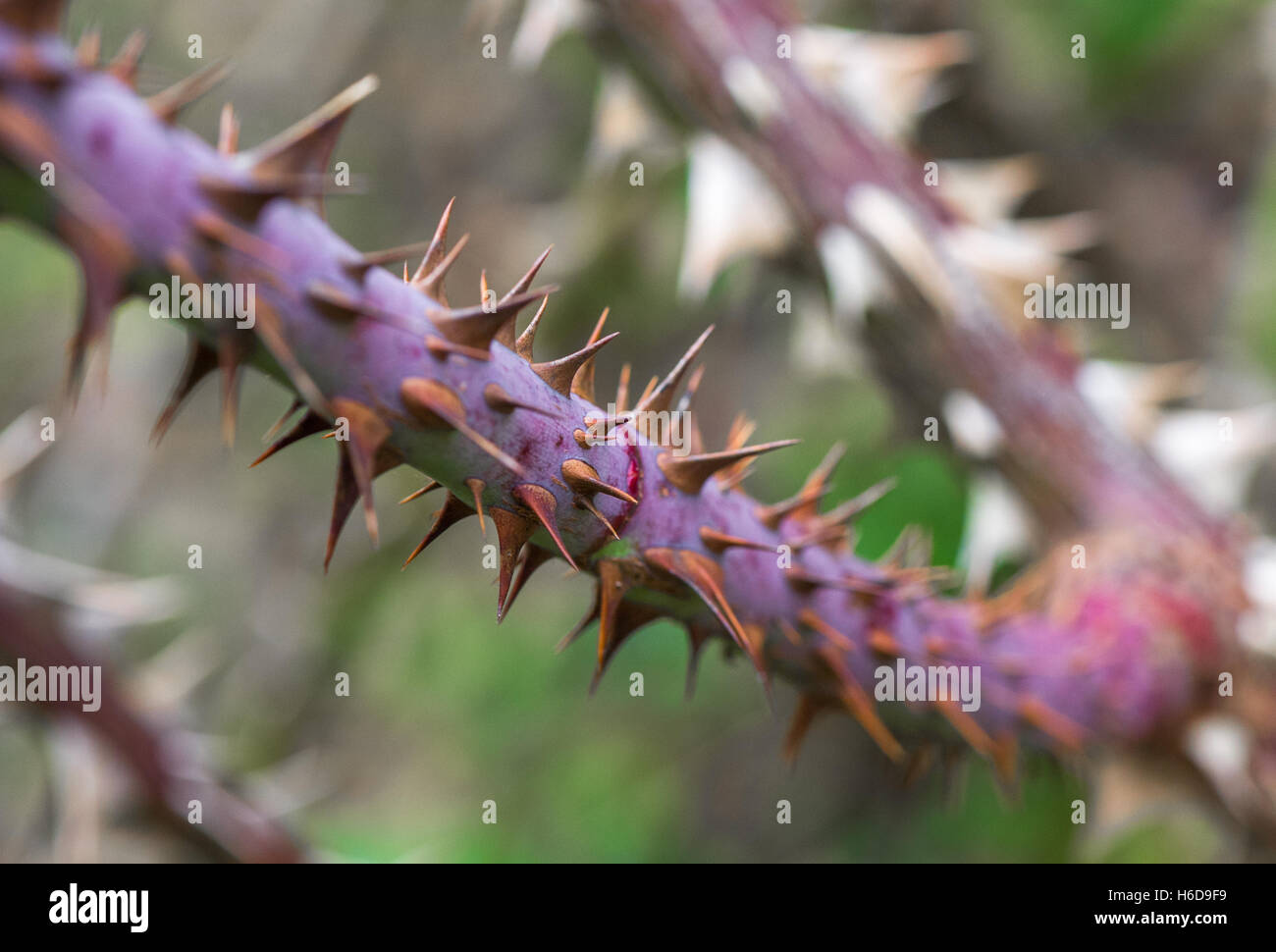 Rose with thorns hires stock photography and images Alamy