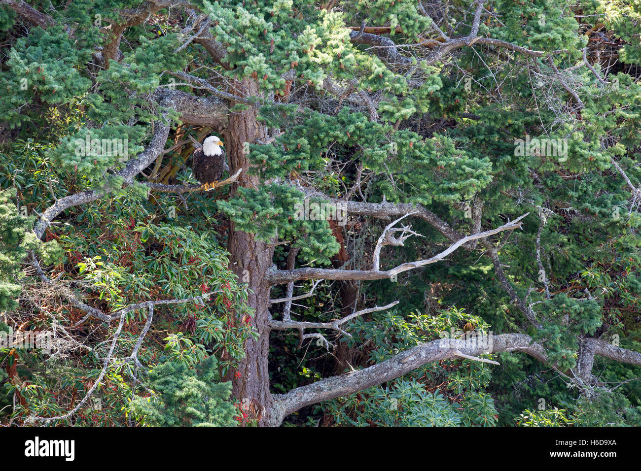 Bald eagle, Haliaeetus leucocephalus, in trees on perch. Washington state forest. Stock Photo