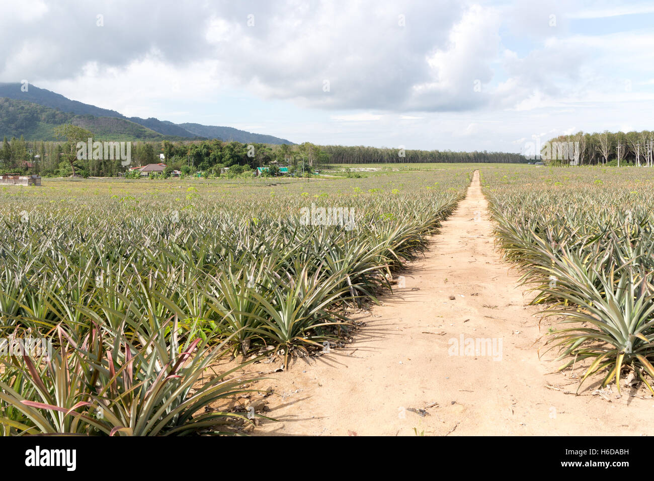 Pineapple bush hires stock photography and images Alamy