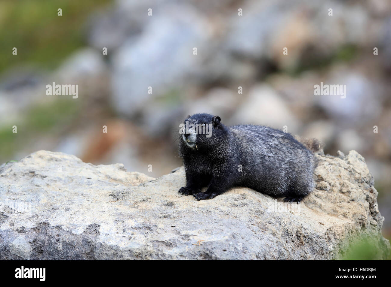 Hoary marmots mount rainier hi-res stock photography and images - Alamy