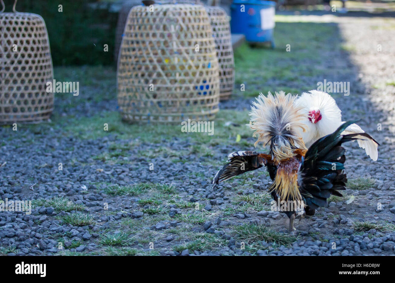 two roosters are fighting in remote Bali Stock Photo - Alamy