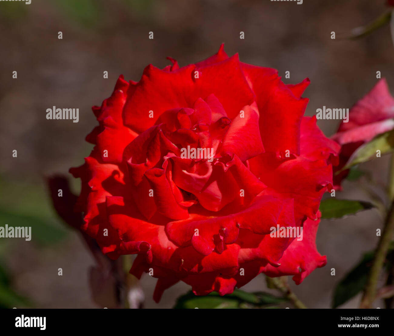Rose Beauty Star Stock Photo