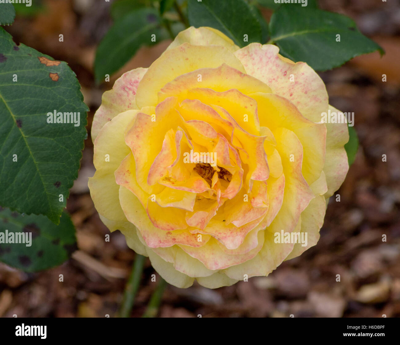 Dutch rose garden hi-res stock photography and images - Alamy