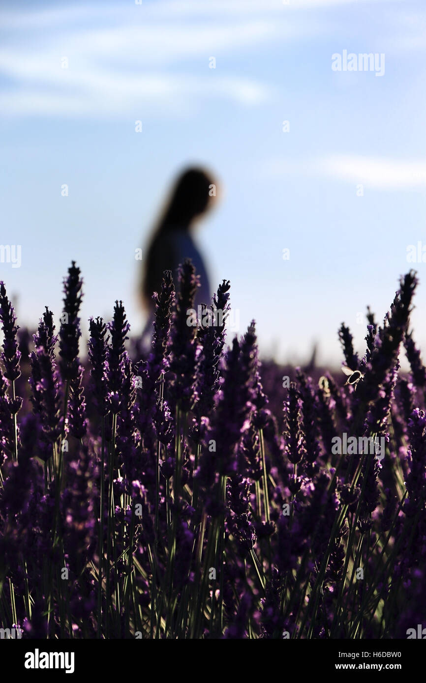 A girl standing inside lavender field. Stock Photo