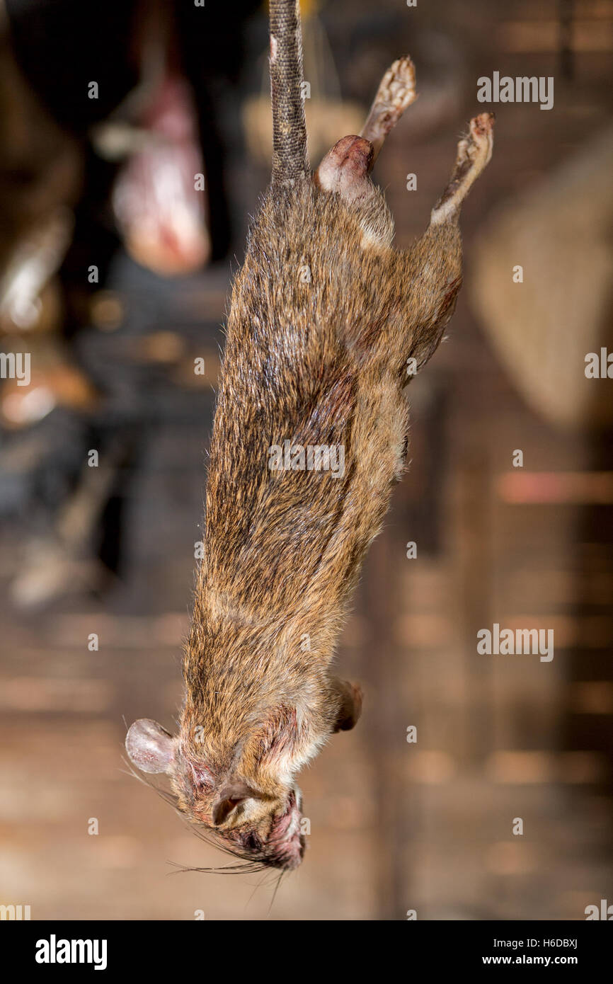 Drying rat - food, Ban Phavie village, Khmu/Khamu people, near Muang La, Oudomxay province, Laos Stock Photo