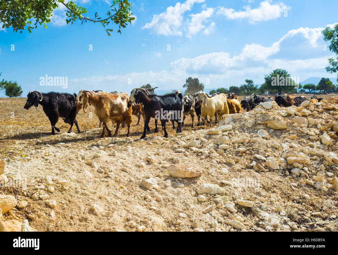 The herd of goats walks along the road, Neo Chorio, Cyprus Stock Photo ...