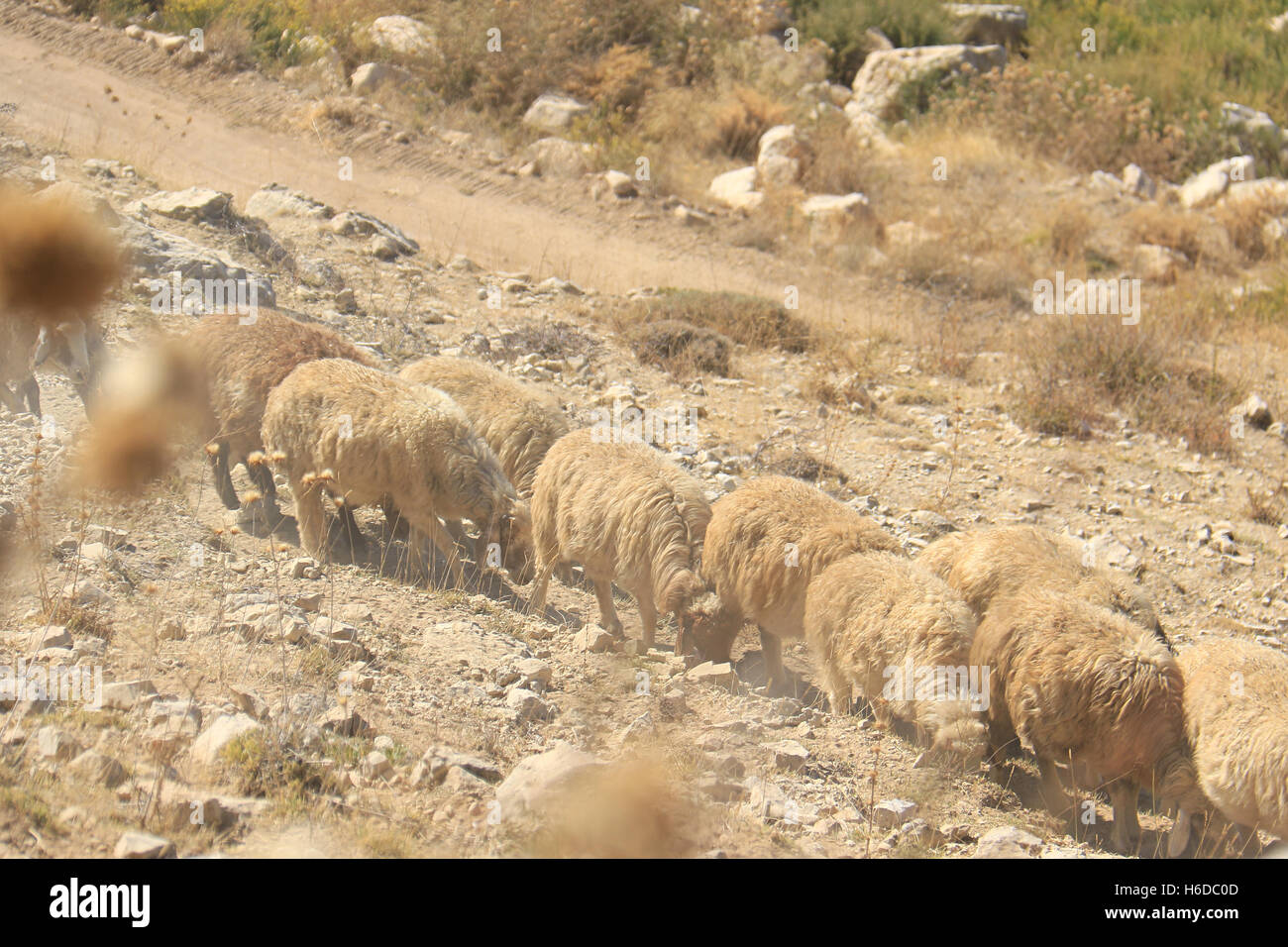 A sheep herd walking in line. Stock Photo