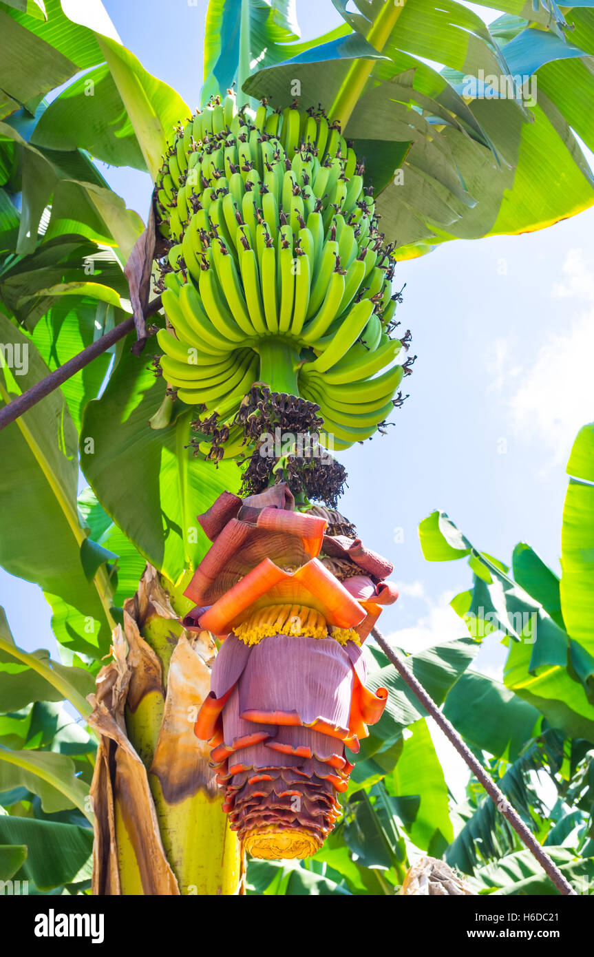 The banana inflorescence is partially opened, the farm in Palaipafos