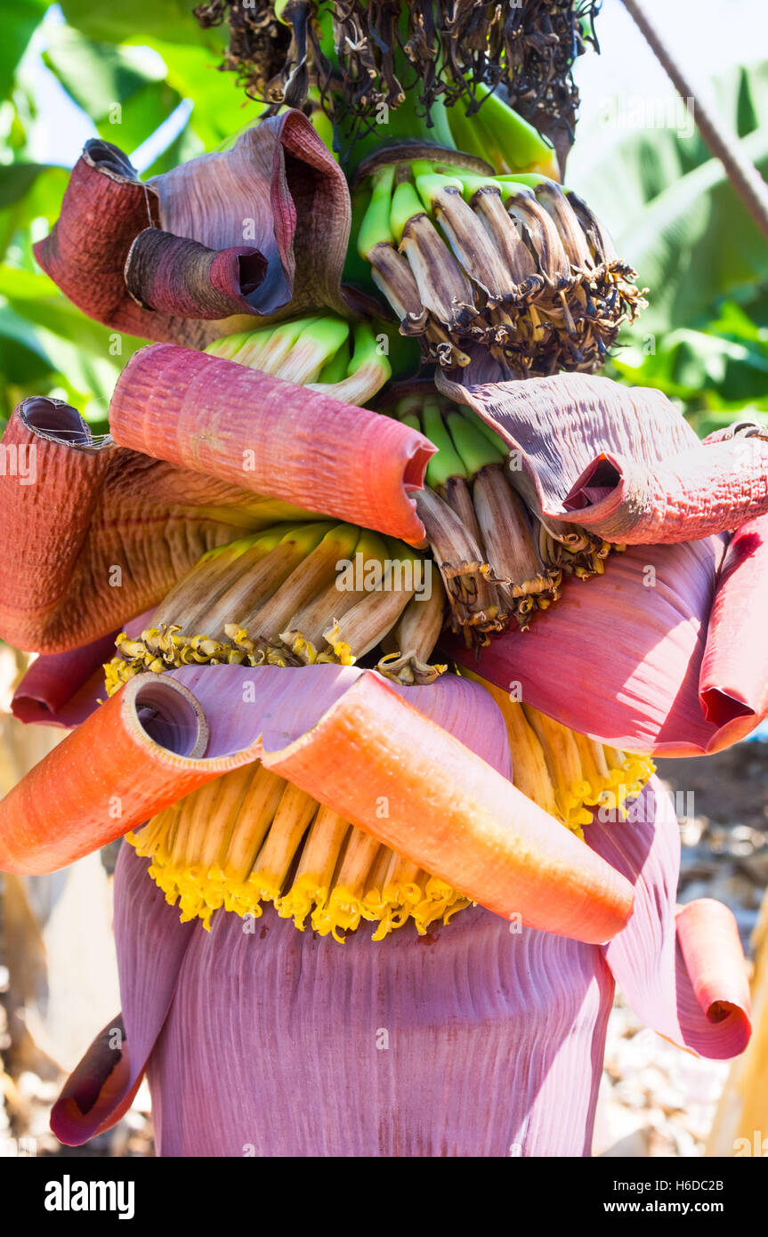The fragment of banana inflorescence with the female flowers (which can