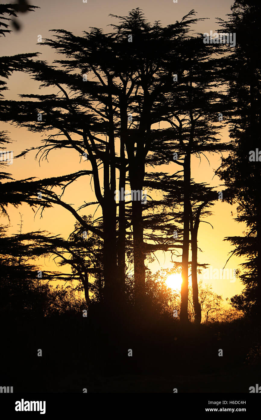 Sun setting among cedar trees. Stock Photo