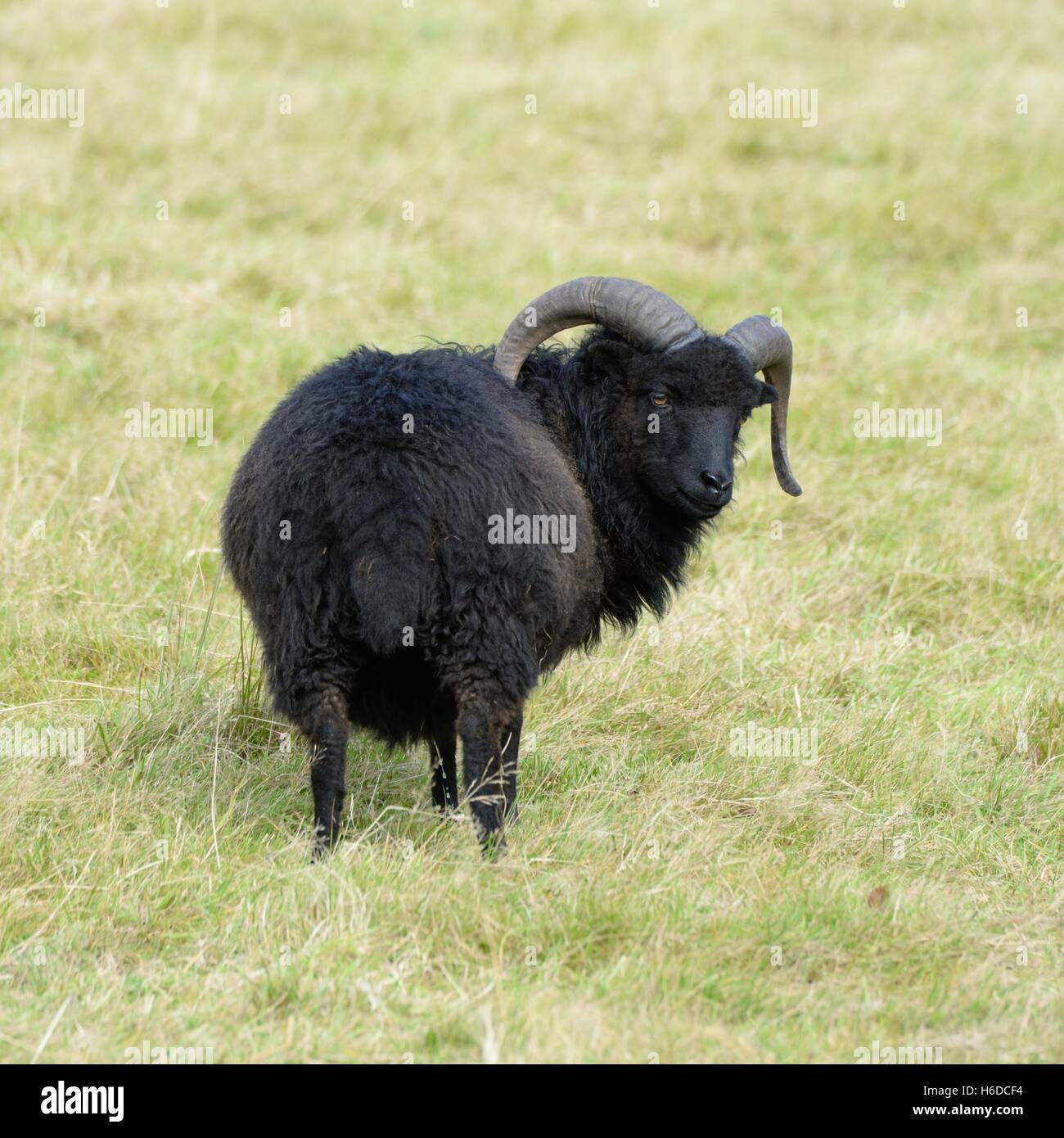 A two horned Hebridean sheep on grass land Stock Photo - Alamy