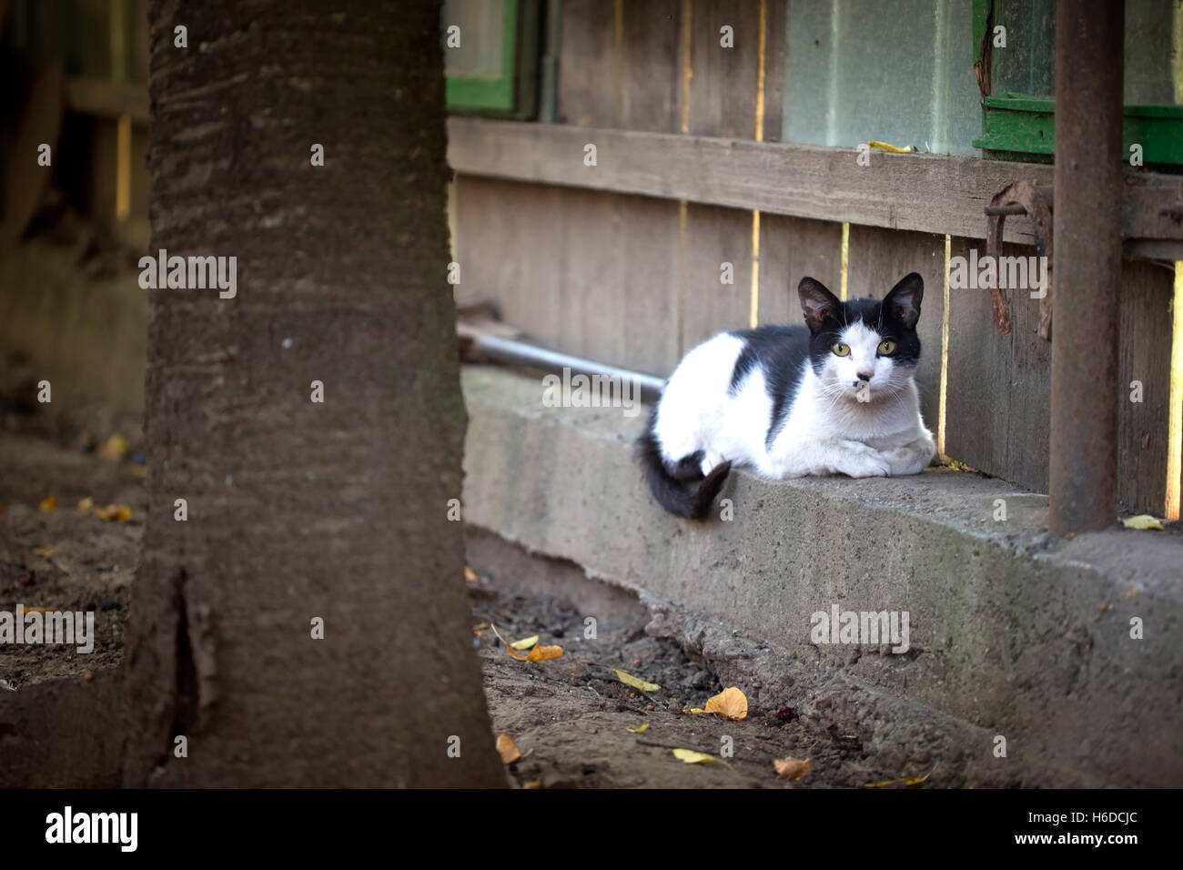 Cat sitting on a fence and looking at camera Stock Photo - Alamy