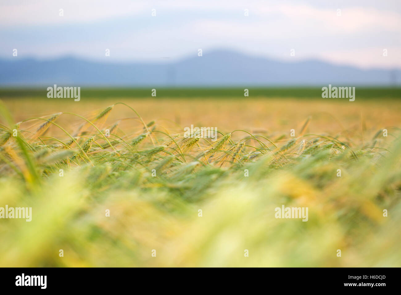 Wheat field in summer with blue sky Stock Photo