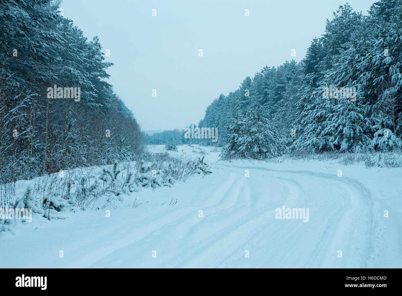 Pine forest in winter. Rural road covered with snow Stock Photo