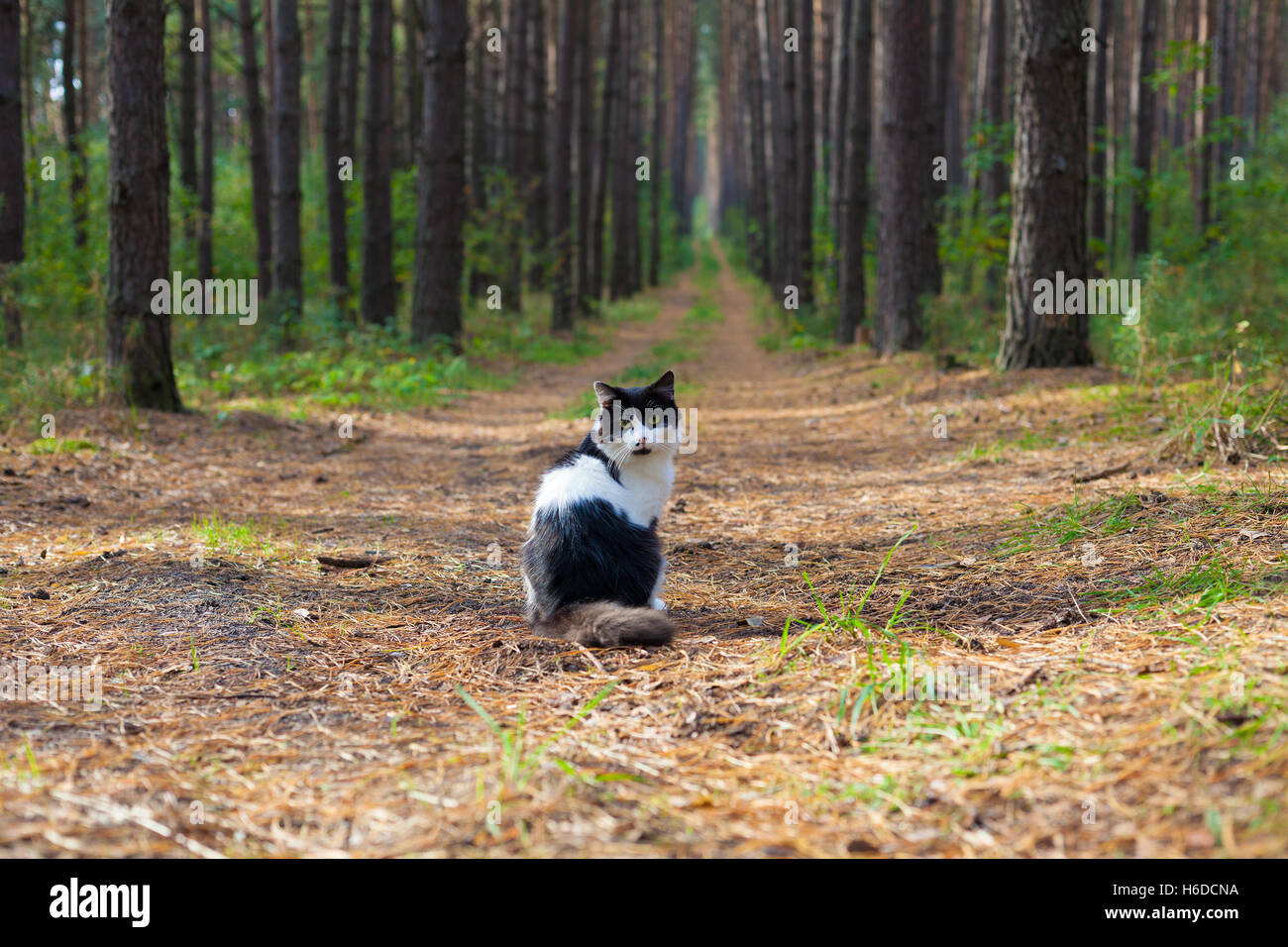 Black and white cat sitting in the pine forest Stock Photo Alamy