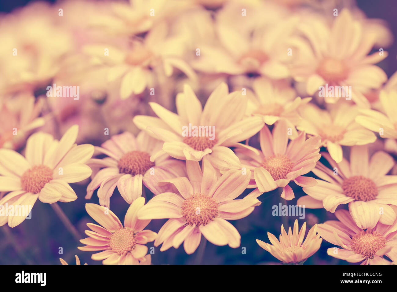 Red vintage flower background at sunrise Stock Photo Alamy