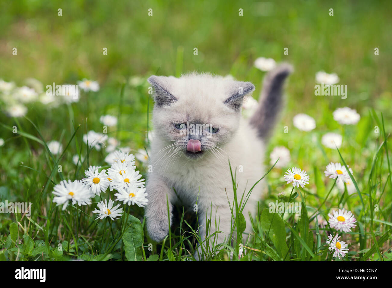 Cute little siamese kitten walking on the daisy flower lawn in summer ...