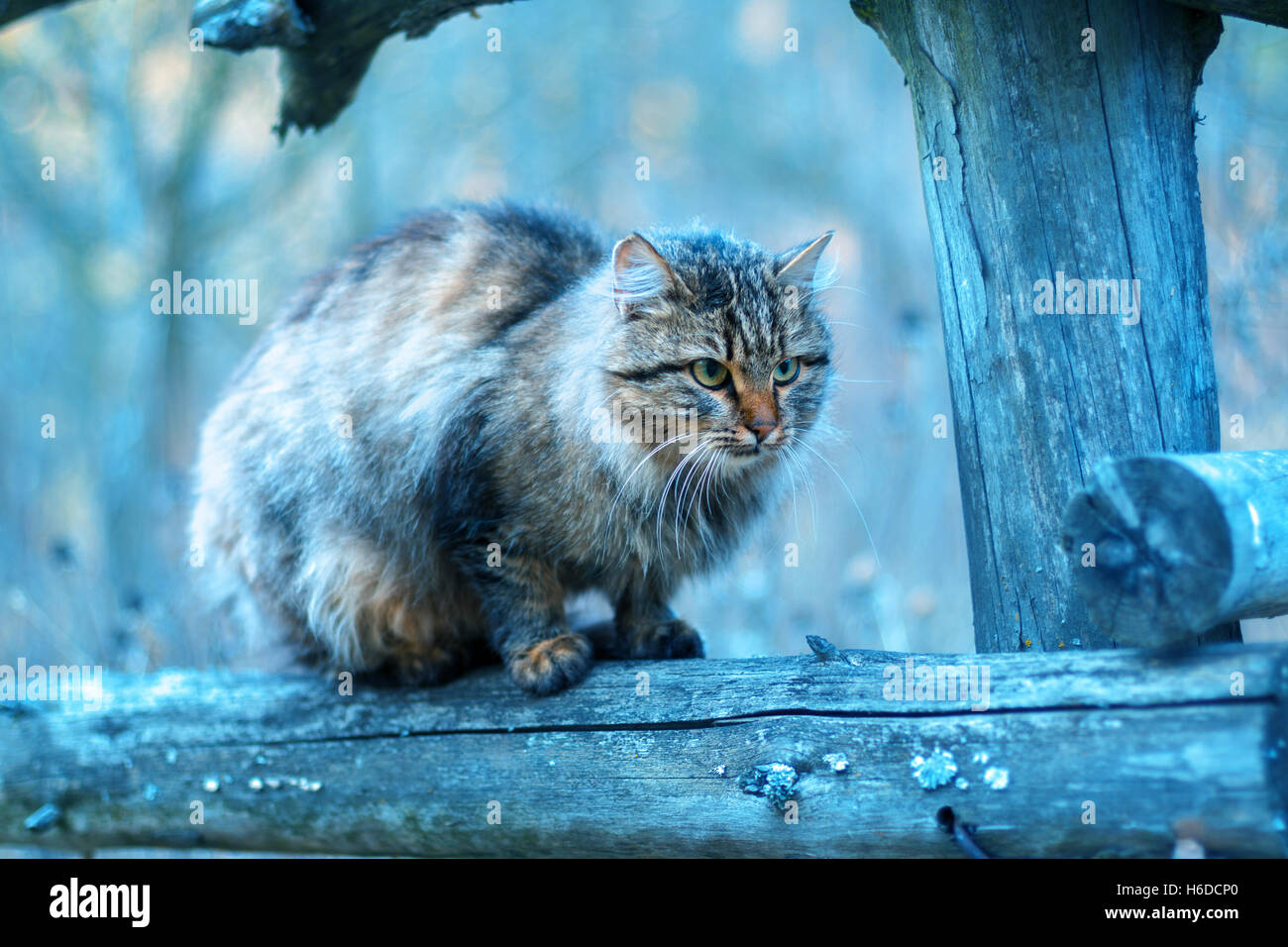 Blue vintage landscape with Siberian cat sitting on a fence Stock Photo ...