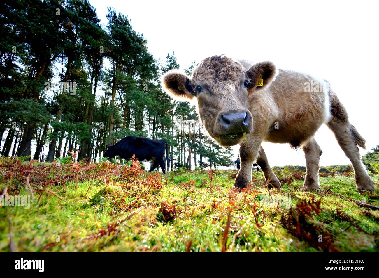 News cow hi res stock photography and images Alamy