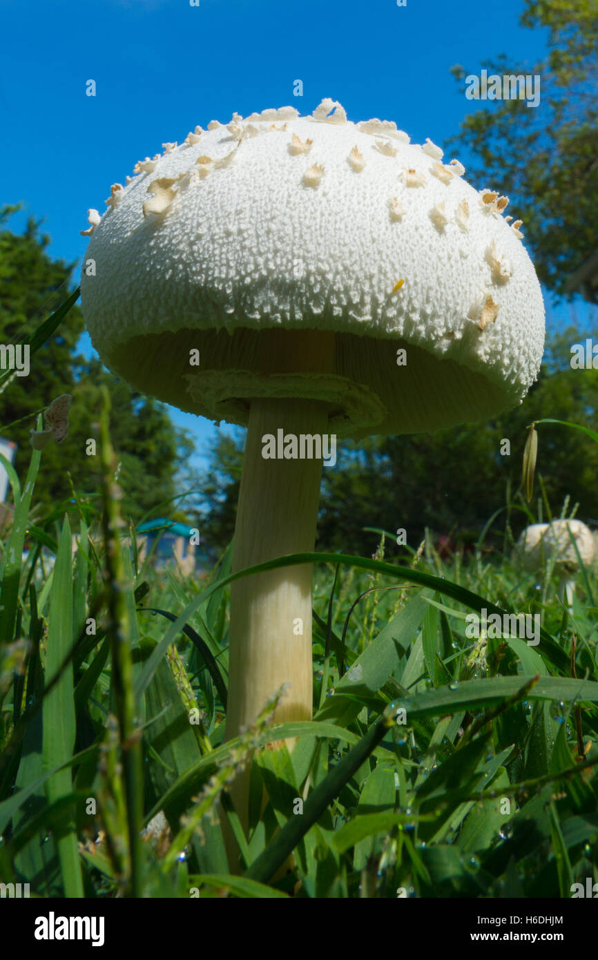 Mushroom growing in my lawn Stock Photo Alamy