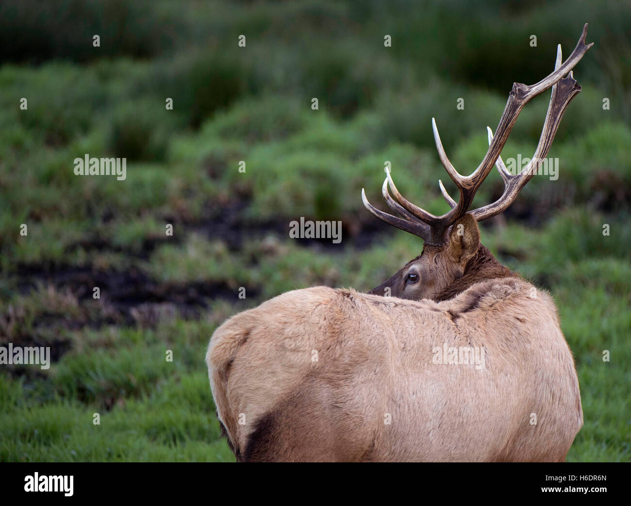 Reedsport, Oregon, USA. 17th Nov, 2016. A wild Roosevelt elk stand in a ...