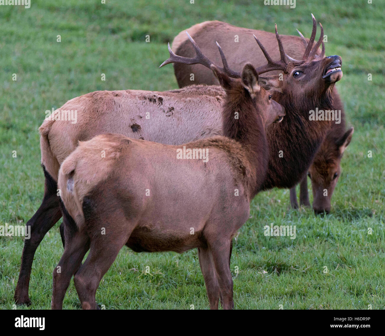 Reedsport, Oregon, USA. 17th Nov, 2016. A wild Roosevelt elk displays ...