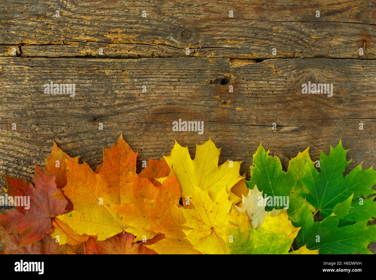 Red, yellow and green maple leaves on old wooden background; Autumnal motif Stock Photo