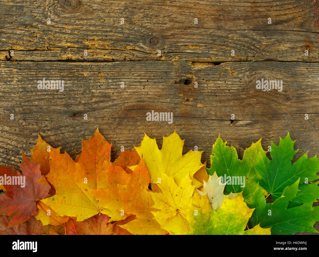 Red, yellow and green maple leaves on old wooden background; Autumnal motif Stock Photo