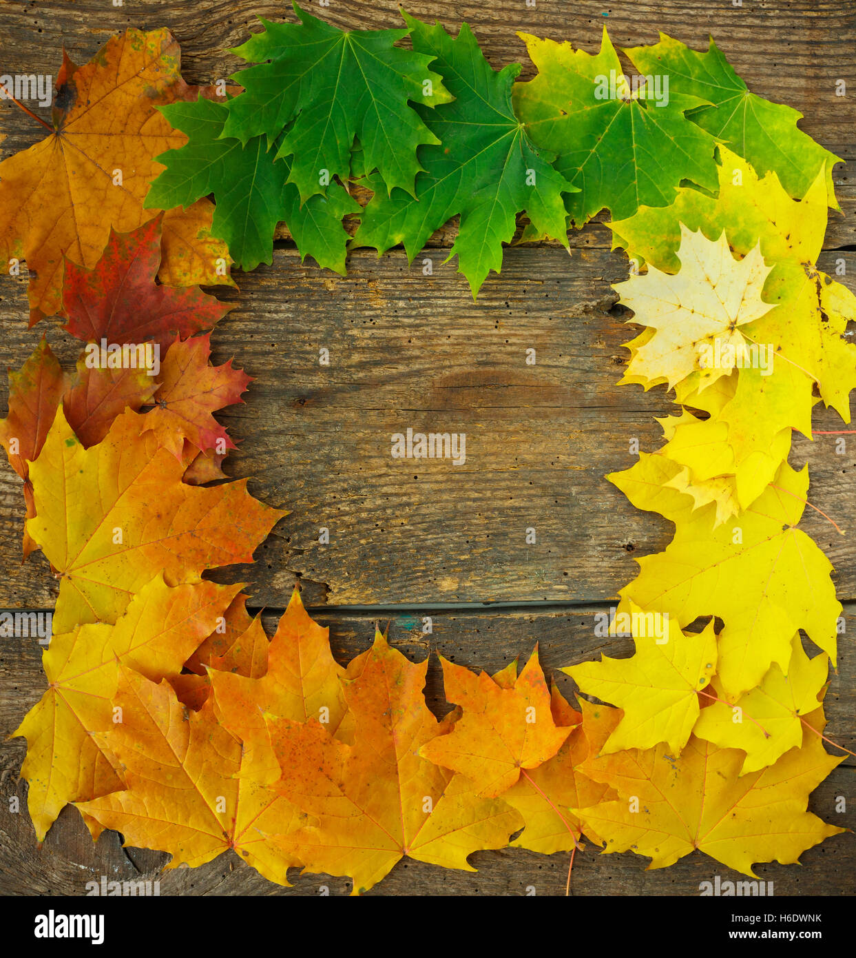 Autumn maple leaves falling frame on wooden background Stock Photo