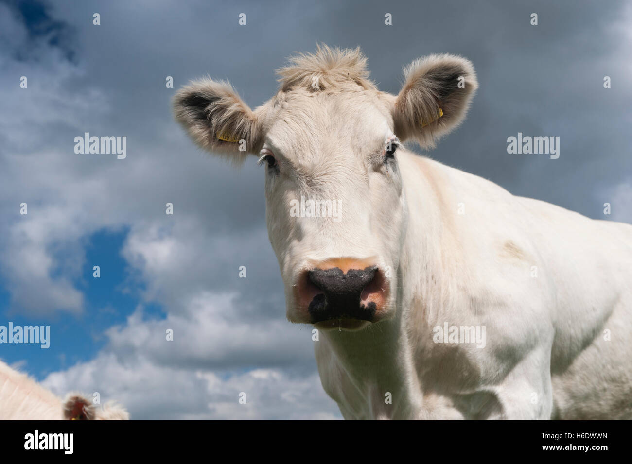 White beef cow close up. Yorkshire, UK. Stock Photo