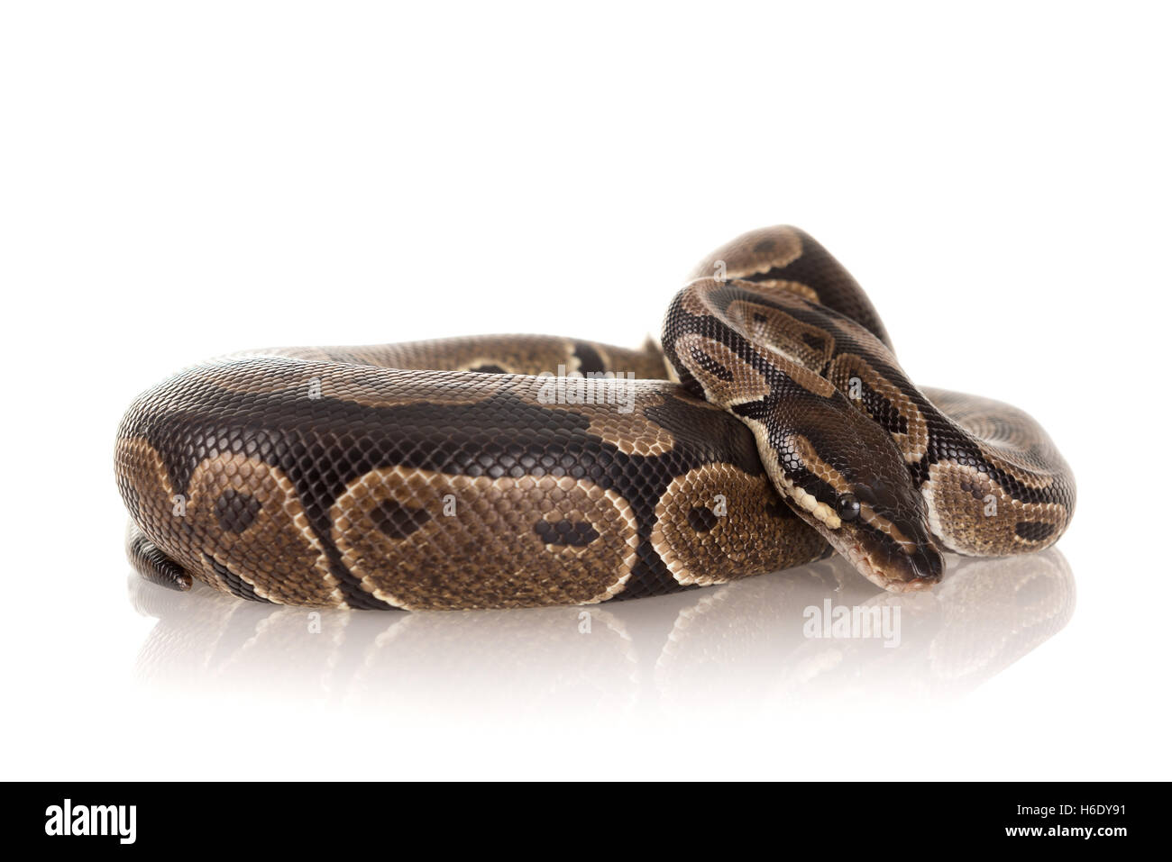 Beautiful python isolated in a white background Stock Photo