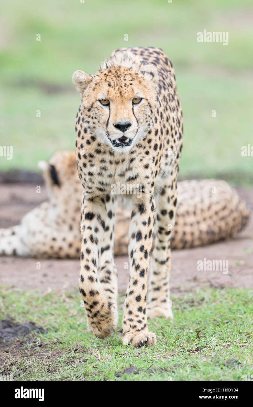 Cheetah (Acinonix jubatus) walking on savanna, looking at camera, Maasai Mara National Reserve, Kenya Stock Photo