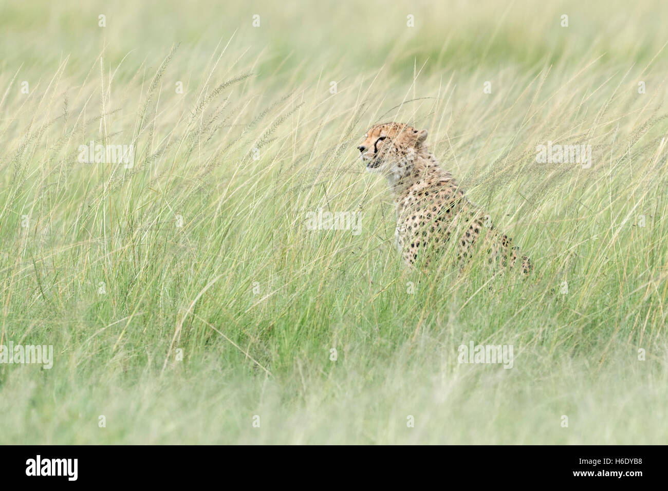 Cheetah (Acinonix jubatus) sitting hiding in grass, looking for prey, Maasai Mara National Reserve, Kenya Stock Photo