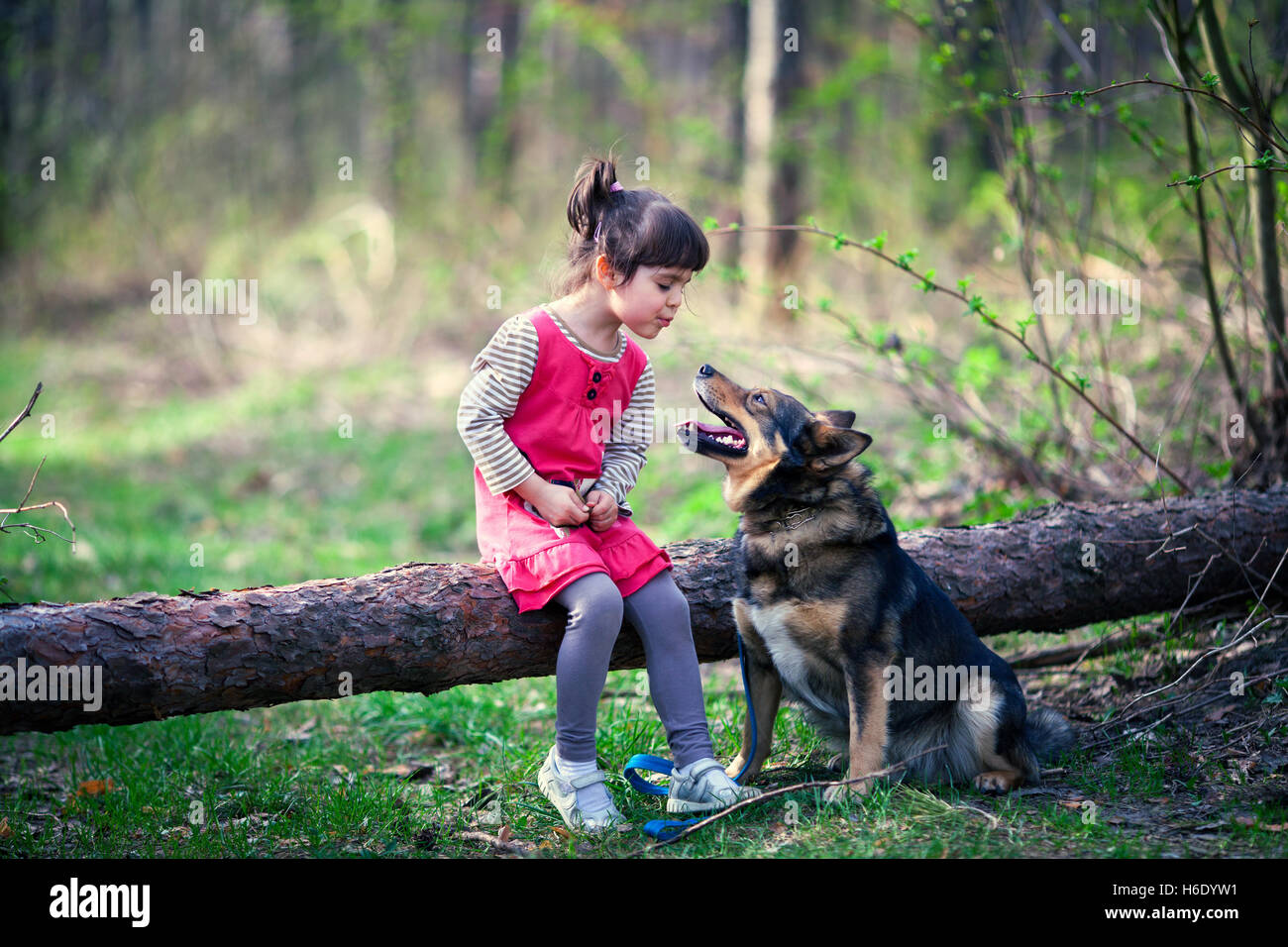 Happy little girl with big dog in the forest Stock Photo - Alamy
