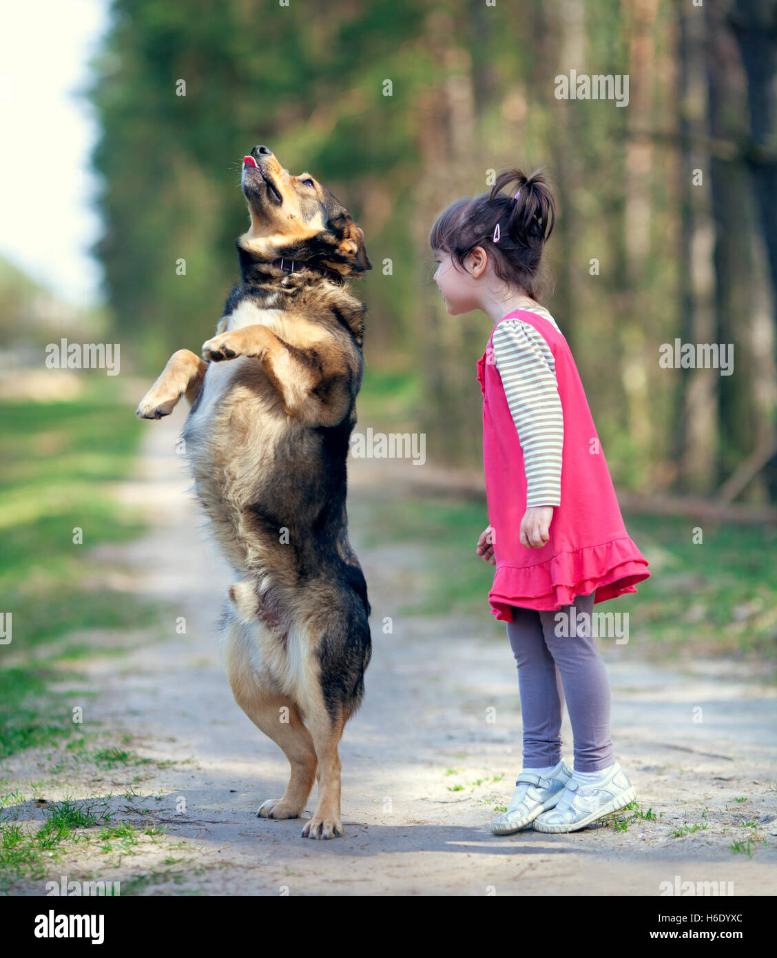 Why Does My Big Dog Stand Over My Little Dog