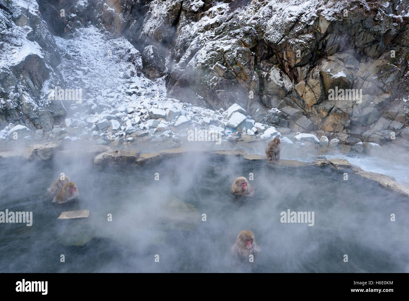 Monkeys in the Jigokudani Snow Monkey Park, Kanbayashi Onsen, Japan ...