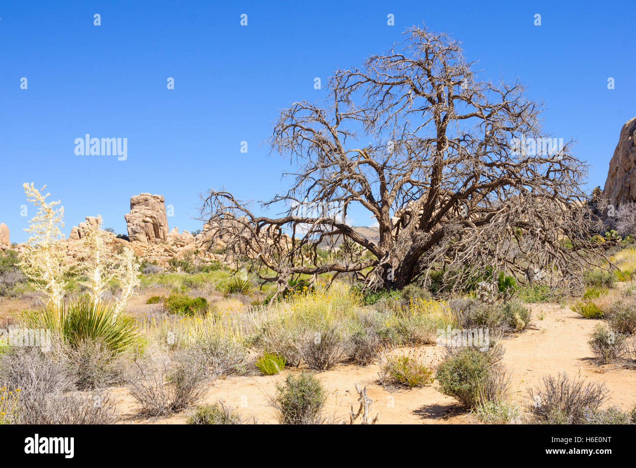 An old tree and landscape in Joshua Tree National Park, California, USA Stock Photo