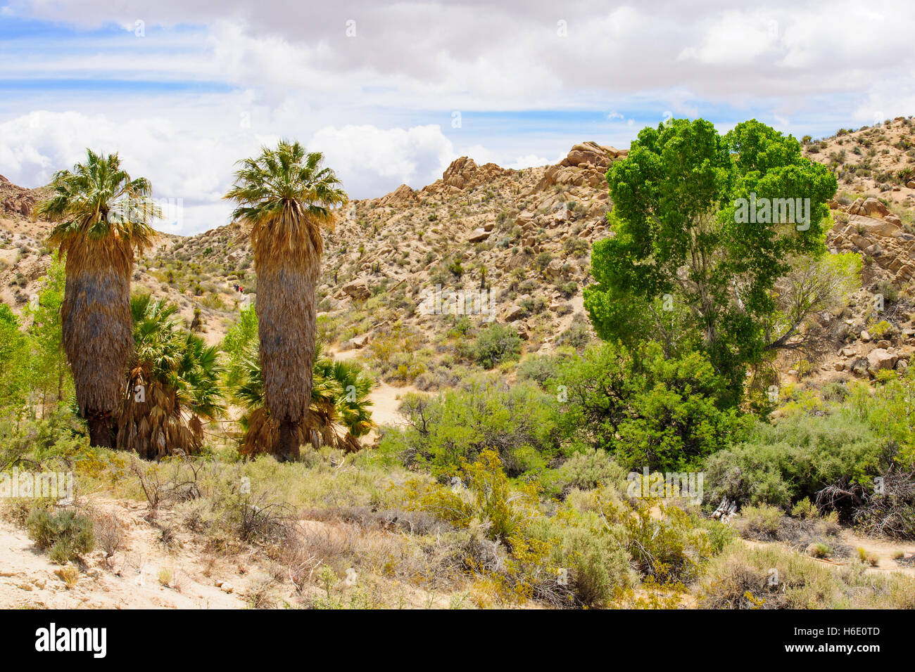 Desert landscape in Joshua Tree National Park, California, USA Stock Photo