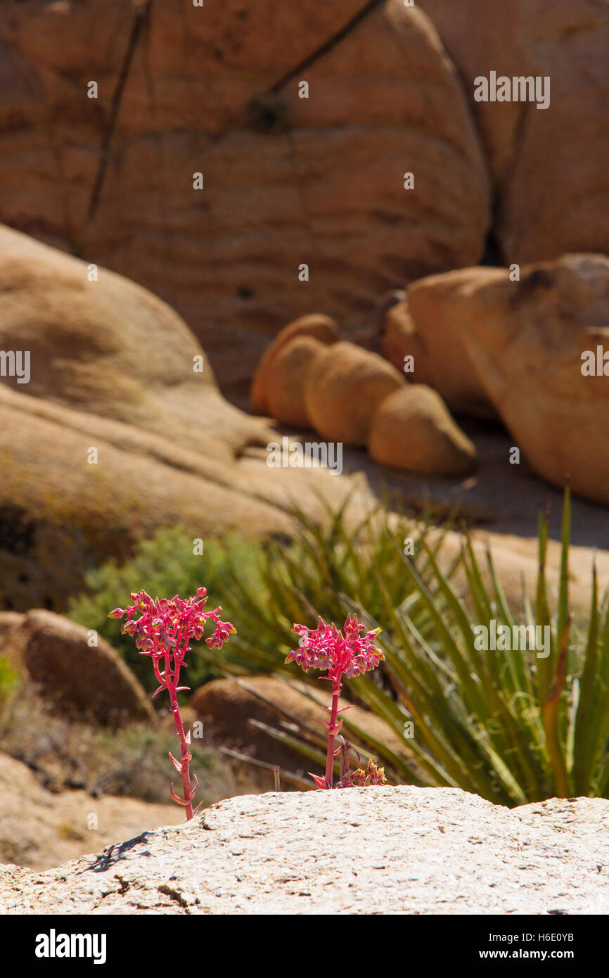 Flowers and rocks in Joshua Tree National Park, California, USA Stock Photo
