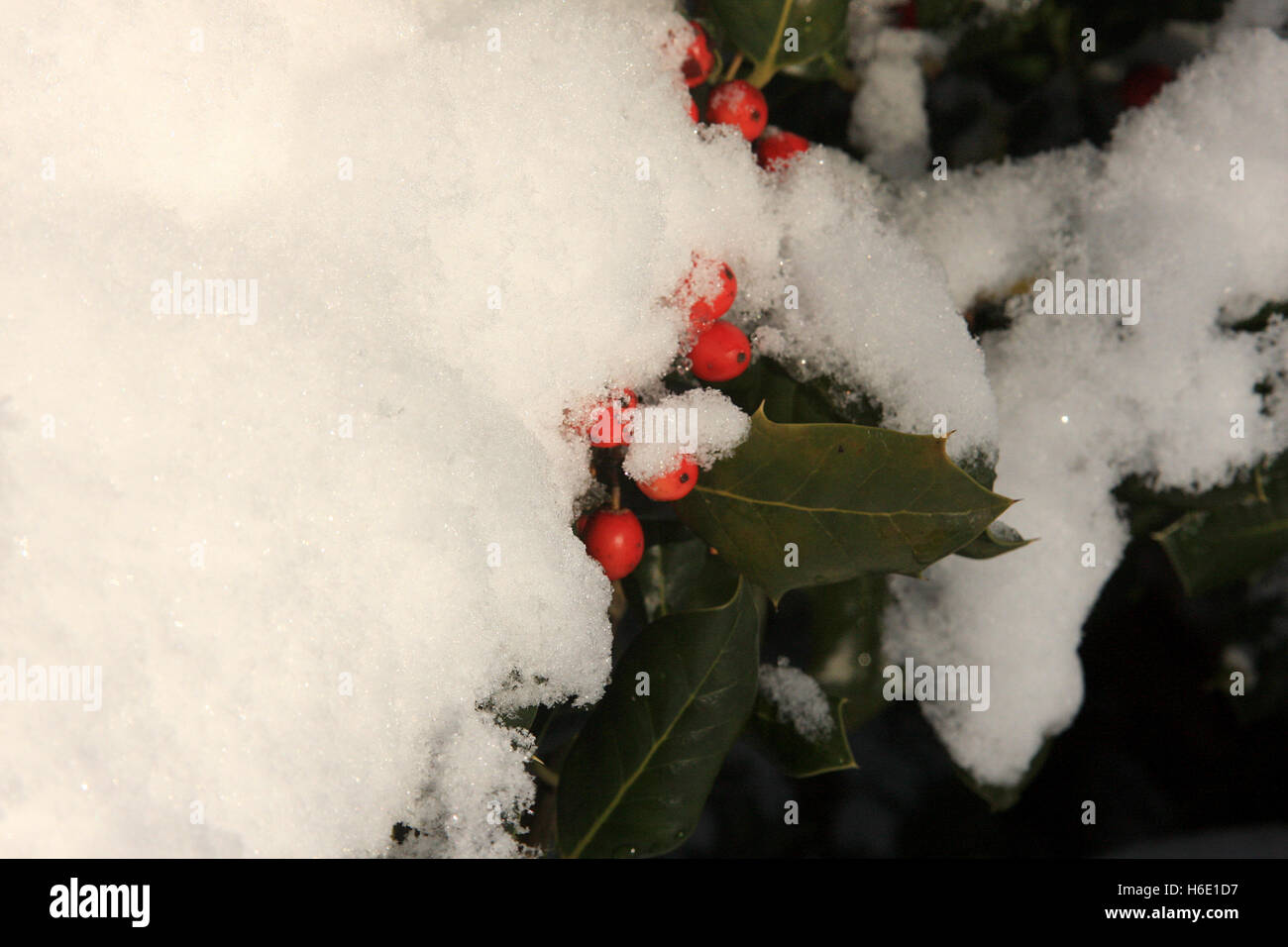 Holly bush covered in snow hires stock photography and images Alamy