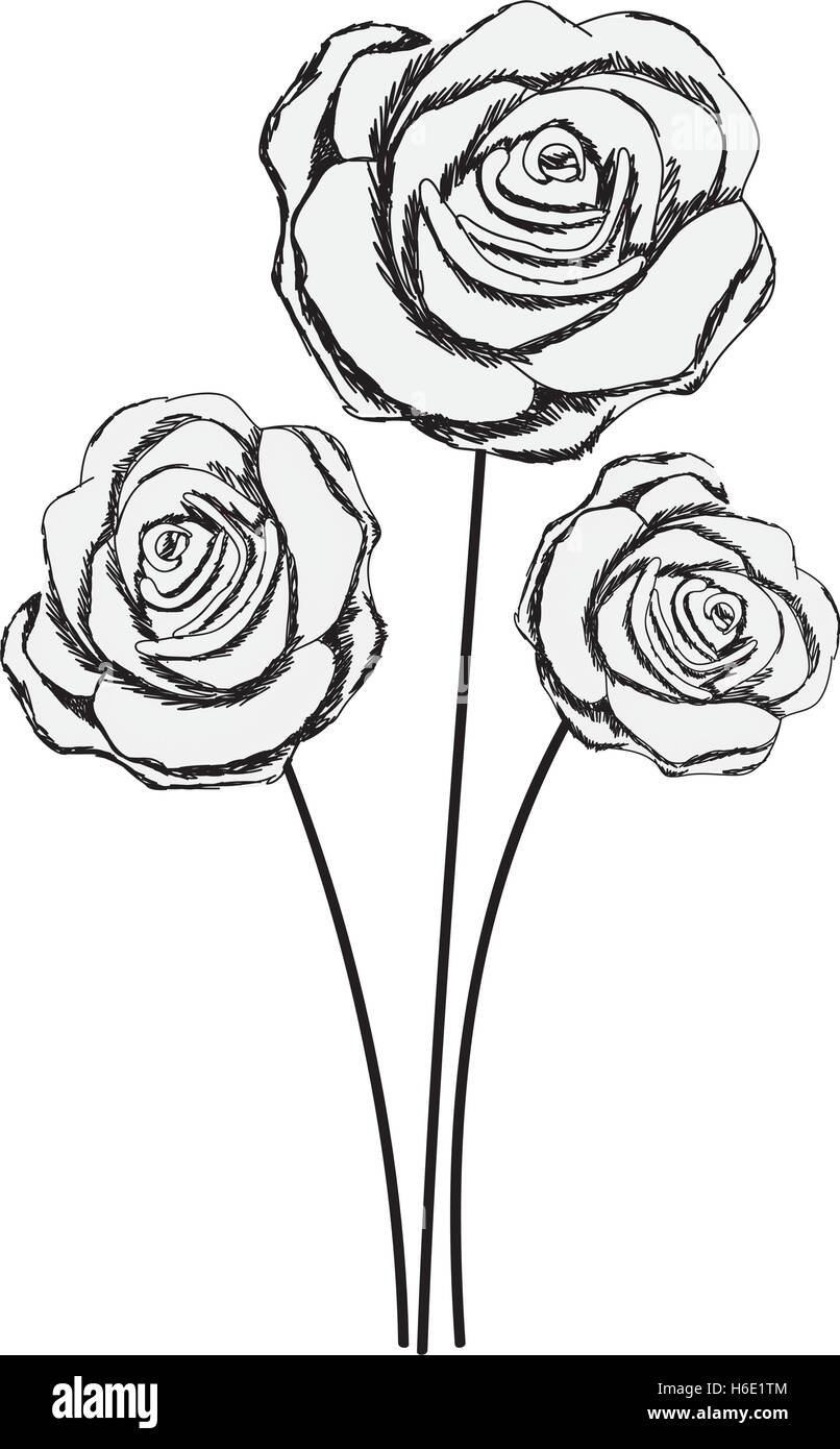 delicate rose flower drawing icon image vector illustration design ...