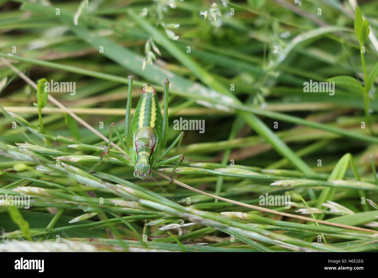 Green bush cricket available in high-resolution and several sizes to fit the needs of your project Stock Photo