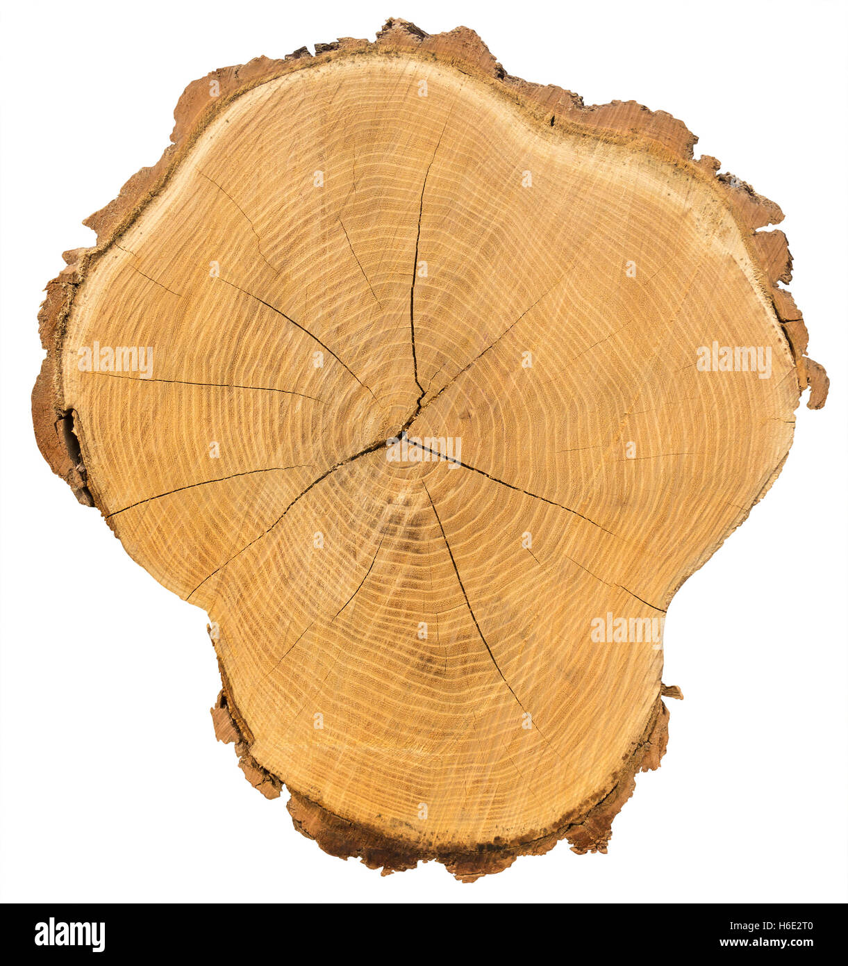 Cross section of tree trunk Isolated with Clipping Path on white background Stock Photo